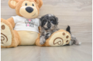 Smart Cockapoo Poodle Mix Pup