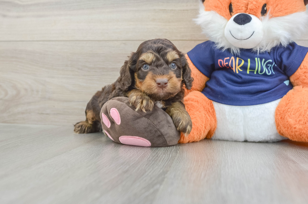 6 week old Cockapoo Puppy For Sale - Simply Southern Pups