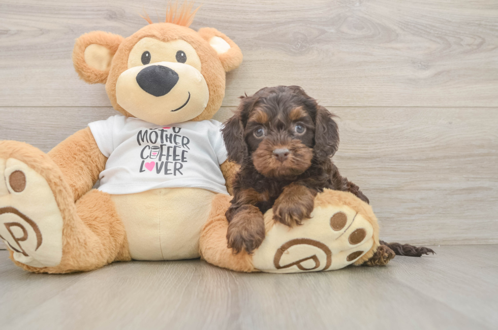 6 week old Cockapoo Puppy For Sale - Simply Southern Pups