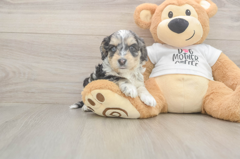 6 week old Cockapoo Puppy For Sale - Simply Southern Pups