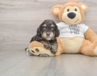 7 week old Cockapoo Puppy For Sale - Simply Southern Pups