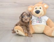 6 week old Cockapoo Puppy For Sale - Simply Southern Pups