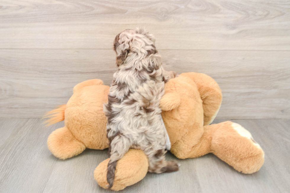 Cute Cockapoo Baby