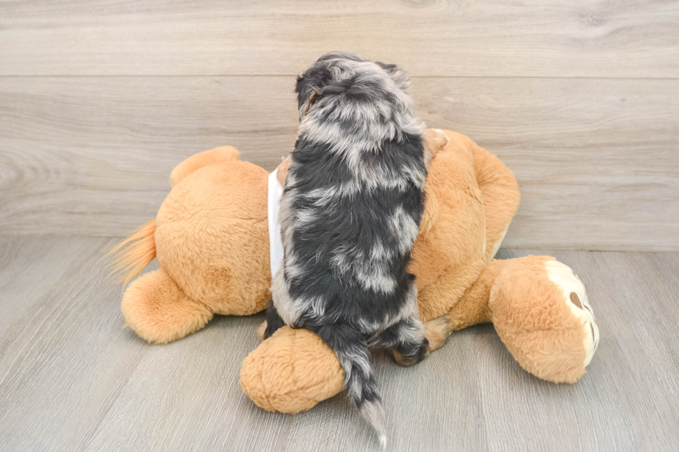 Cockapoo Puppy for Adoption