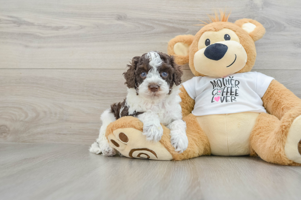 5 week old Cockapoo Puppy For Sale - Simply Southern Pups