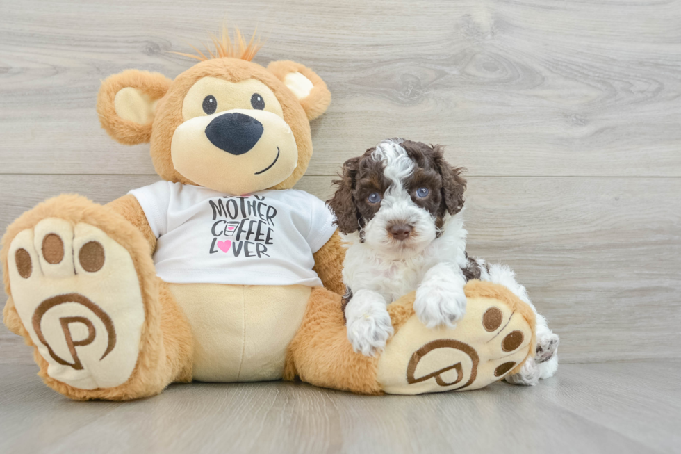 Petite Cockapoo Poodle Mix Pup