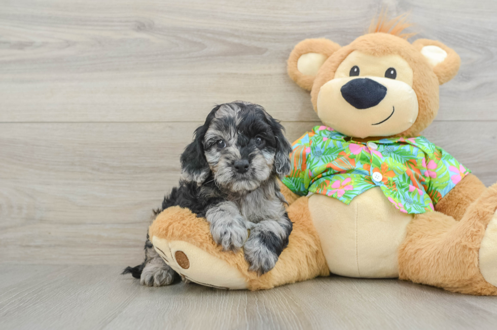 5 week old Cockapoo Puppy For Sale - Simply Southern Pups