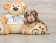 6 week old Cockapoo Puppy For Sale - Simply Southern Pups