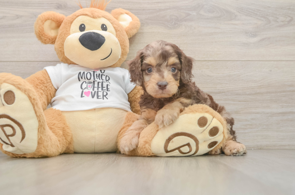 6 week old Cockapoo Puppy For Sale - Simply Southern Pups