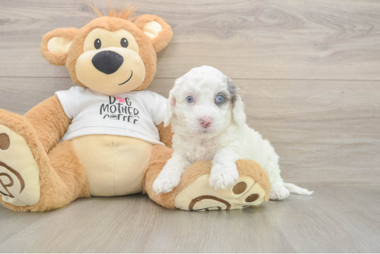 Cockapoo Puppy for Adoption