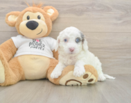 5 week old Cockapoo Puppy For Sale - Simply Southern Pups