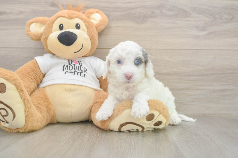 5 week old Cockapoo Puppy For Sale - Simply Southern Pups