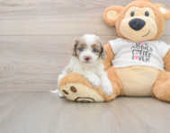 7 week old Cockapoo Puppy For Sale - Simply Southern Pups
