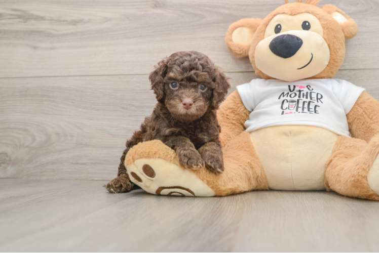 Happy Cockapoo Baby