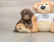 8 week old Cockapoo Puppy For Sale - Simply Southern Pups