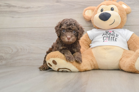 Happy Cockapoo Baby