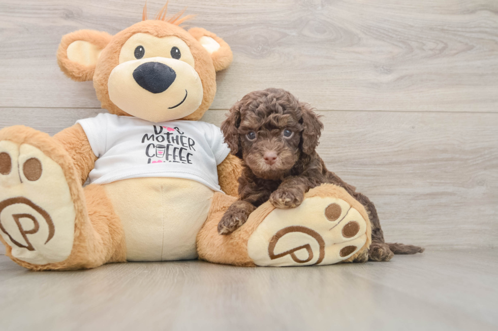 Cockapoo Puppy for Adoption