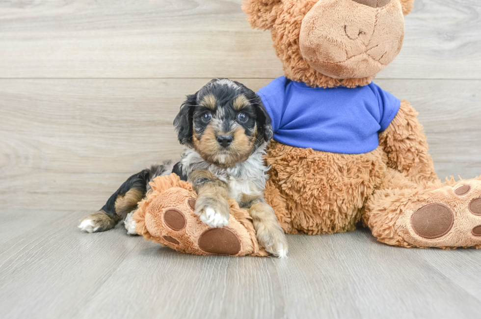 8 week old Cockapoo Puppy For Sale - Simply Southern Pups