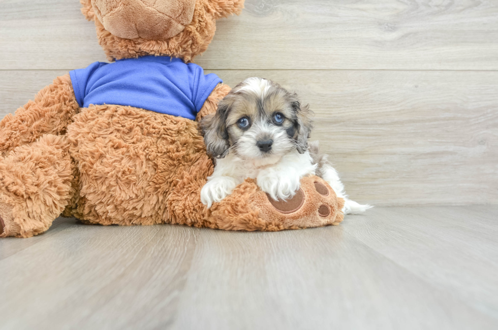 7 week old Cockapoo Puppy For Sale - Simply Southern Pups