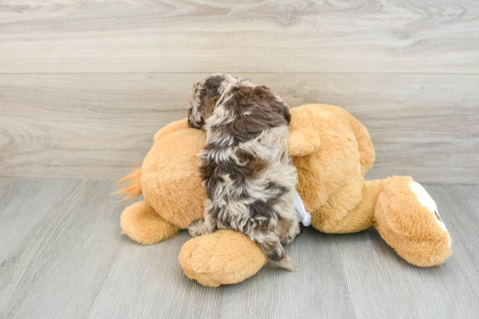 Cockapoo Pup Being Cute