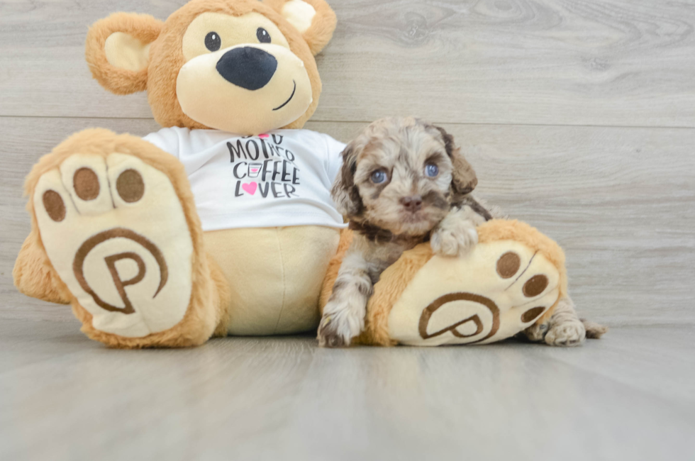 5 week old Cockapoo Puppy For Sale - Simply Southern Pups