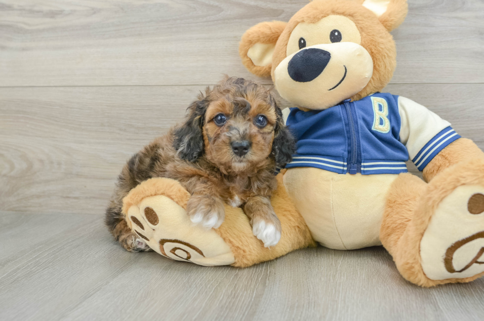 7 week old Cockapoo Puppy For Sale - Simply Southern Pups