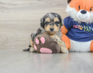 8 week old Cockapoo Puppy For Sale - Simply Southern Pups