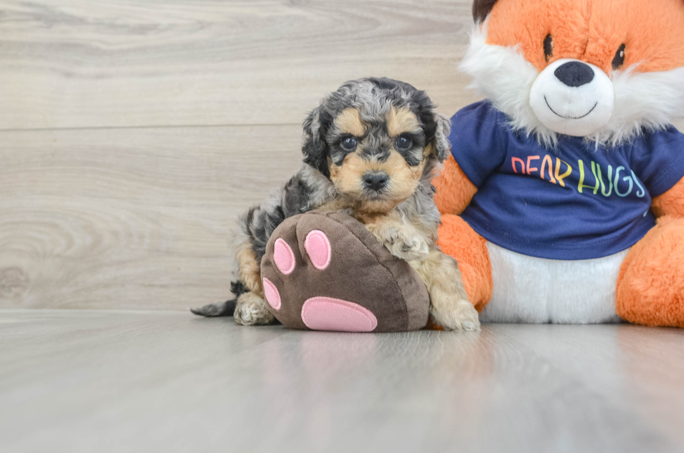 6 week old Cockapoo Puppy For Sale - Simply Southern Pups