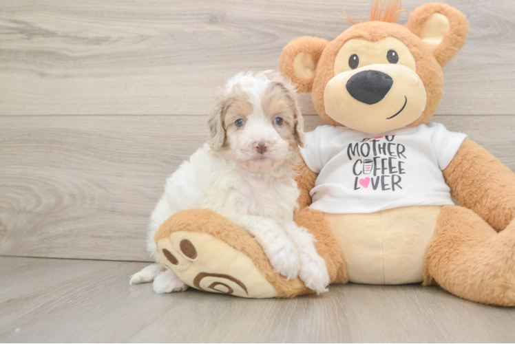 Smart Cockapoo Poodle Mix Pup