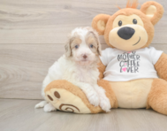 6 week old Cockapoo Puppy For Sale - Simply Southern Pups