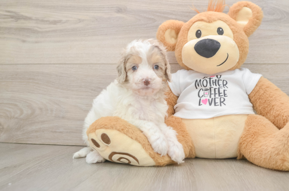 6 week old Cockapoo Puppy For Sale - Simply Southern Pups