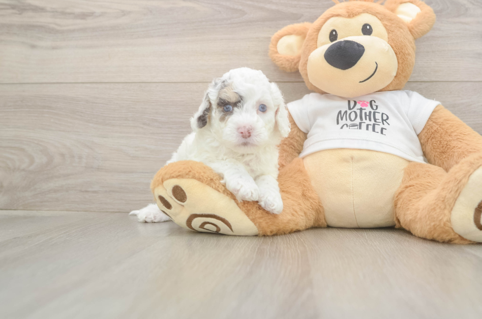 5 week old Cockapoo Puppy For Sale - Simply Southern Pups