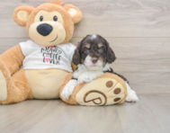 7 week old Cockapoo Puppy For Sale - Simply Southern Pups