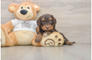 Smart Cockapoo Poodle Mix Pup
