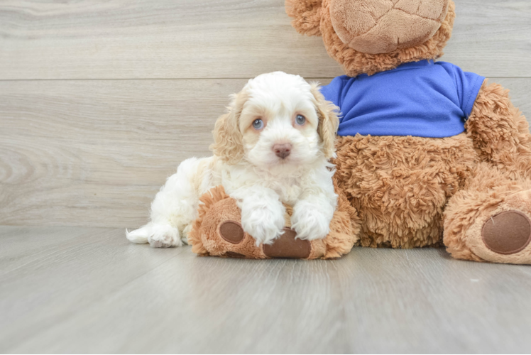 Playful Cocker Doodle Poodle Mix Puppy