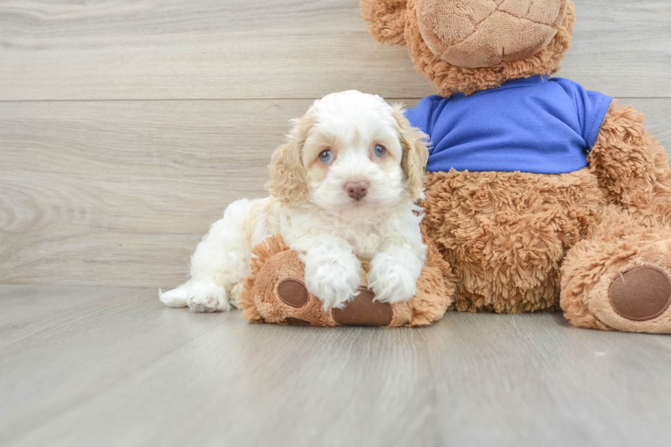 Playful Cocker Doodle Poodle Mix Puppy