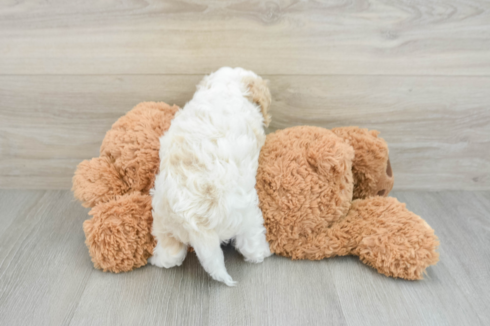 Small Cockapoo Baby