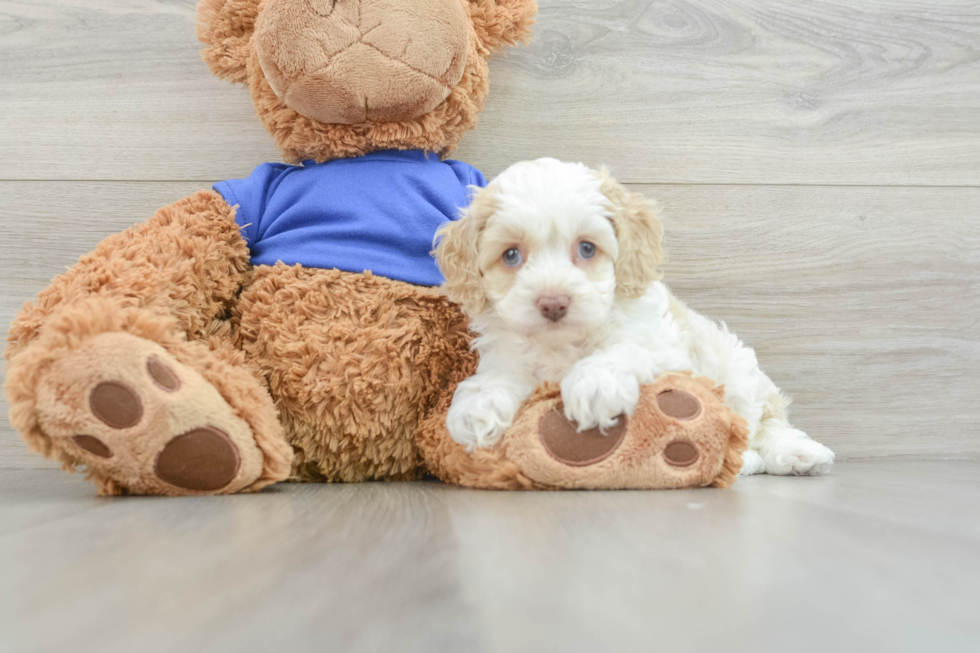 Fluffy Cockapoo Poodle Mix Pup