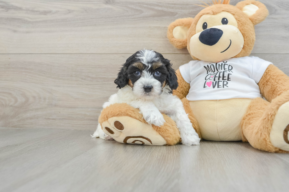 5 week old Cockapoo Puppy For Sale - Simply Southern Pups