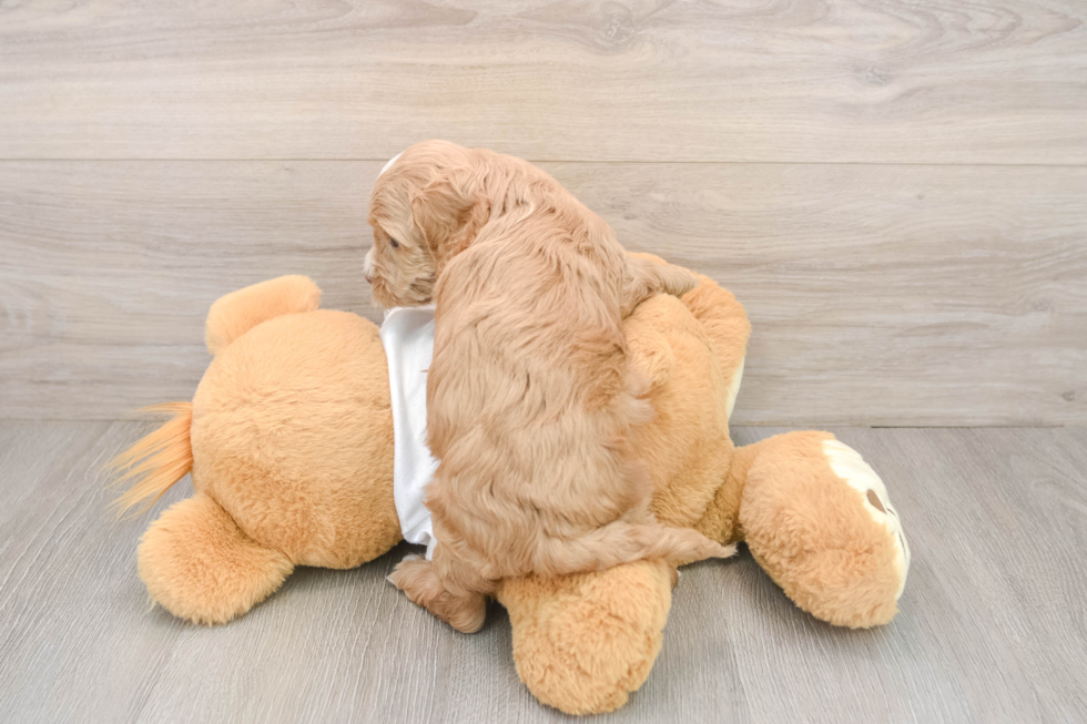 Funny Cockapoo Poodle Mix Pup