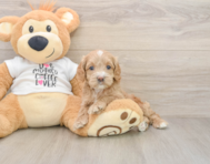 6 week old Cockapoo Puppy For Sale - Simply Southern Pups