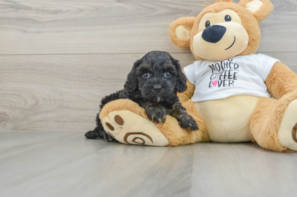 5 week old Cockapoo Puppy For Sale - Simply Southern Pups