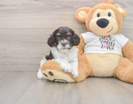 8 week old Cockapoo Puppy For Sale - Simply Southern Pups