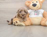 6 week old Cockapoo Puppy For Sale - Simply Southern Pups