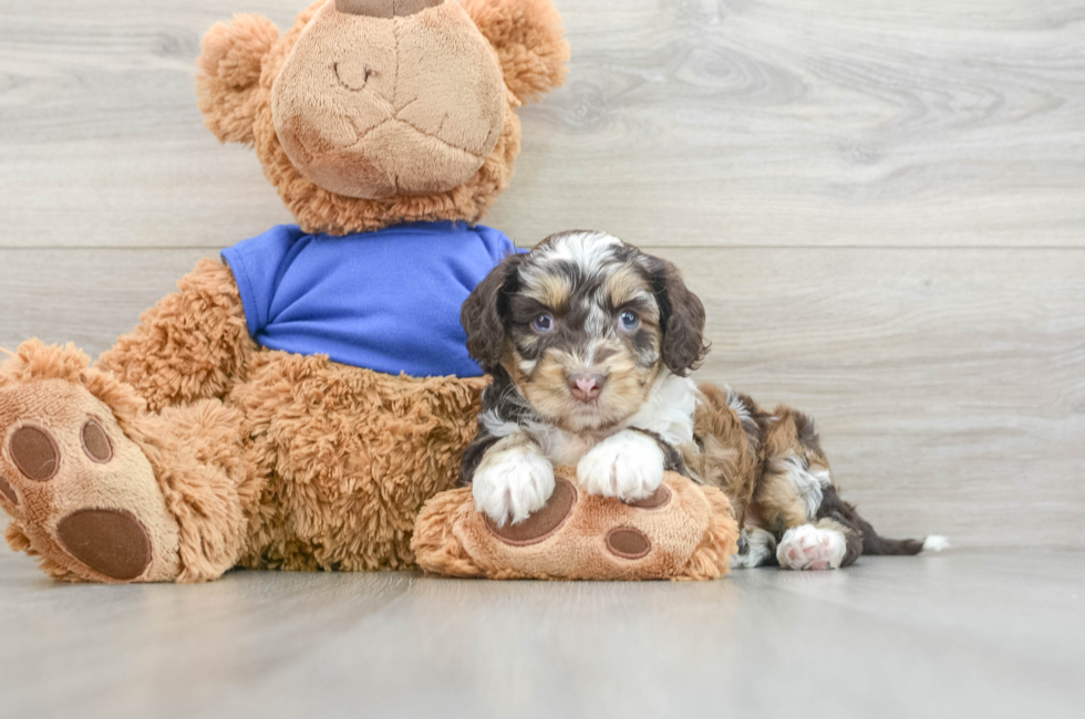 7 week old Cockapoo Puppy For Sale - Simply Southern Pups