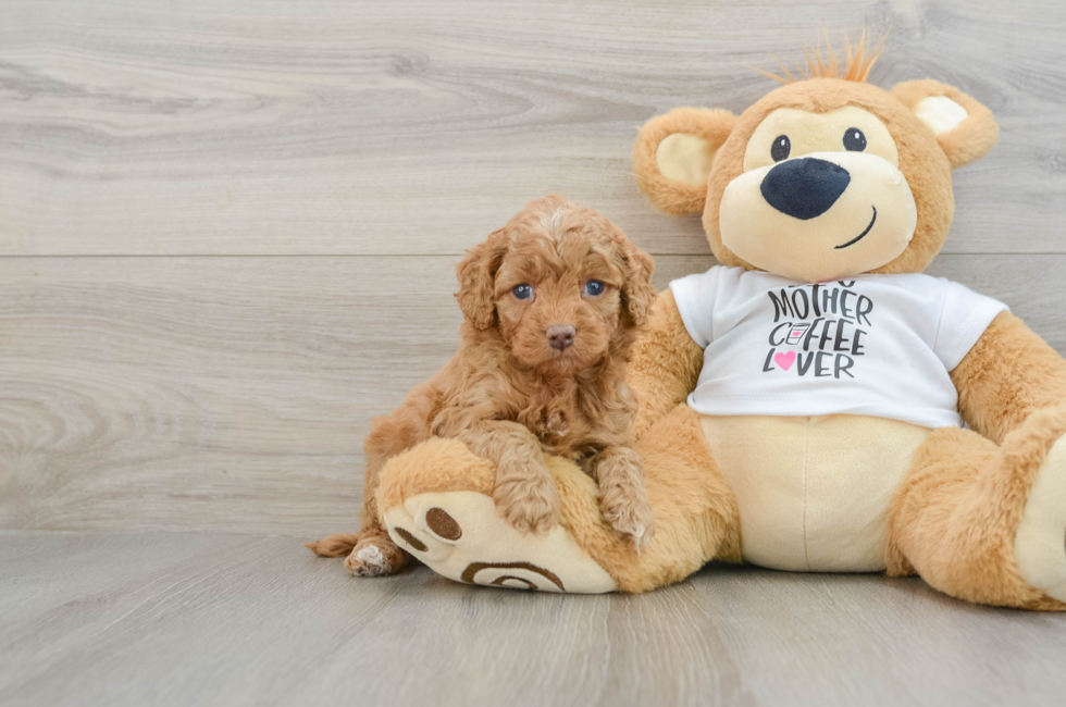 5 week old Cockapoo Puppy For Sale - Simply Southern Pups