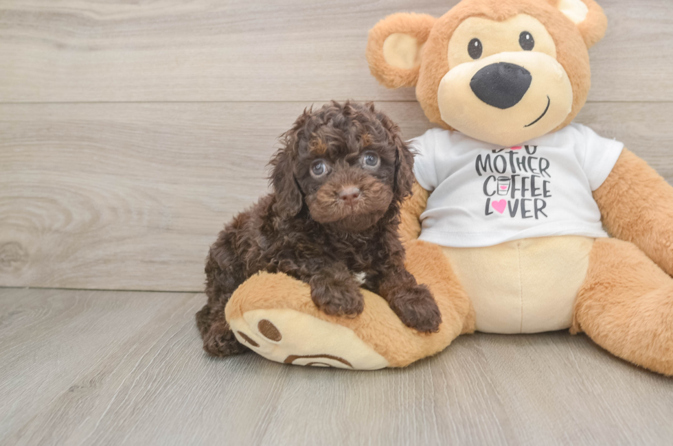 6 week old Cockapoo Puppy For Sale - Simply Southern Pups
