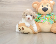 5 week old Cockapoo Puppy For Sale - Simply Southern Pups