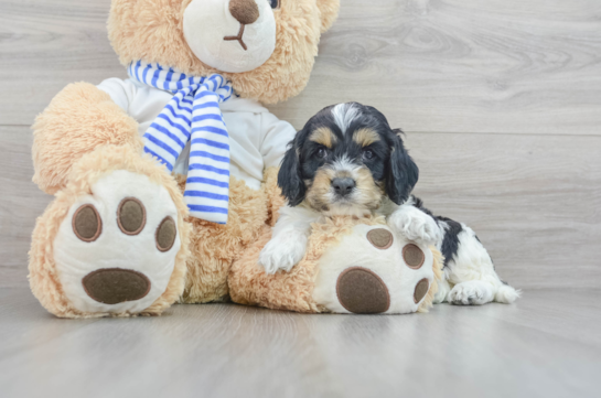 teddy bear cockapoo puppies for sale