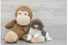 Cockapoo Pup Being Cute